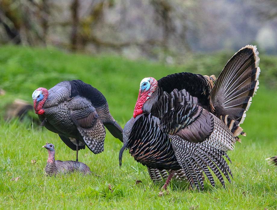 gobbler decoy setup