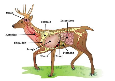 chart of deer vitals