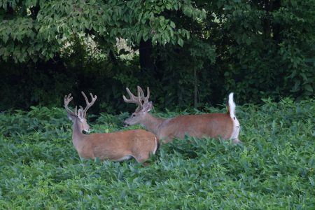 Food Plot yield